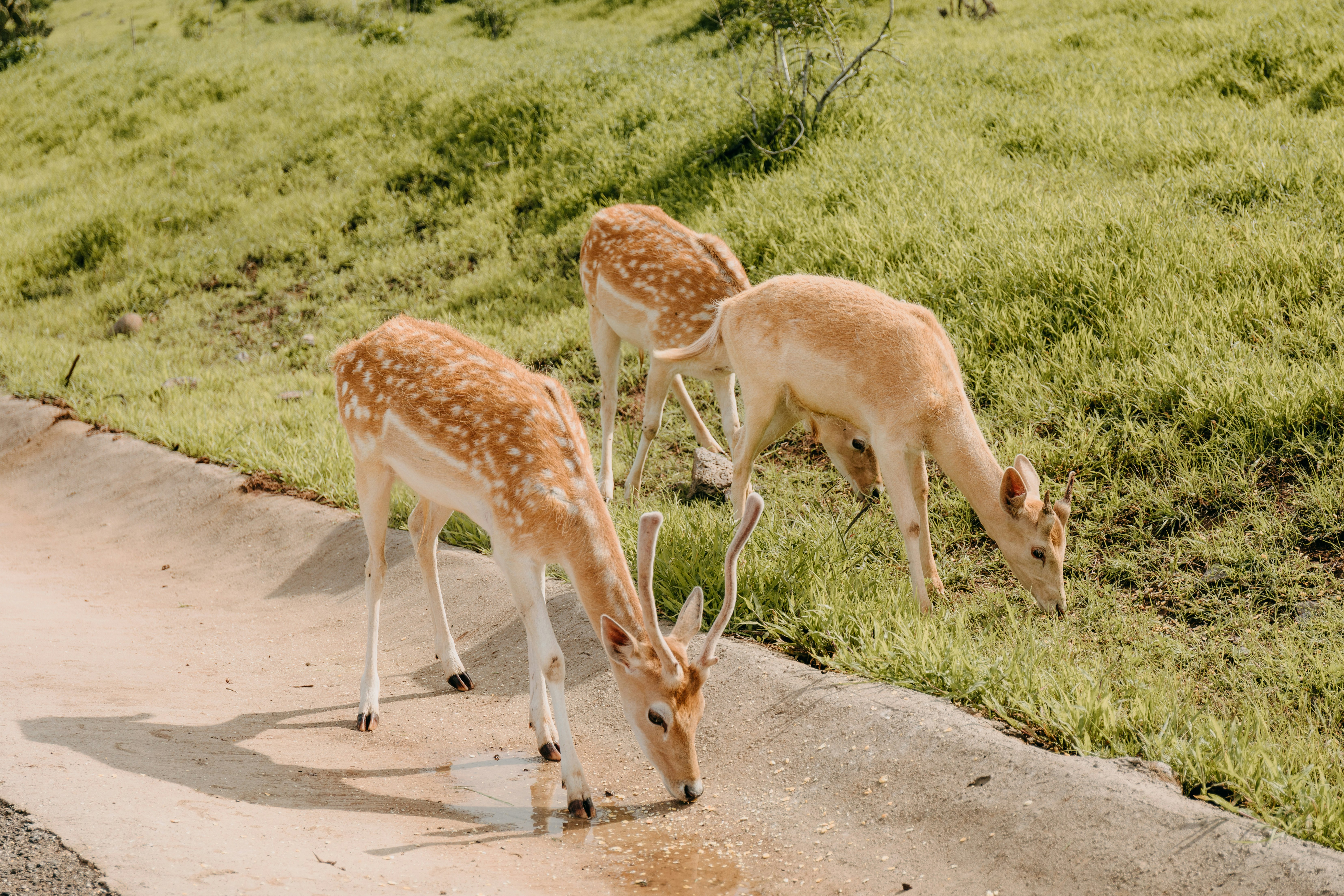 herd of deer on green grass field during daytime